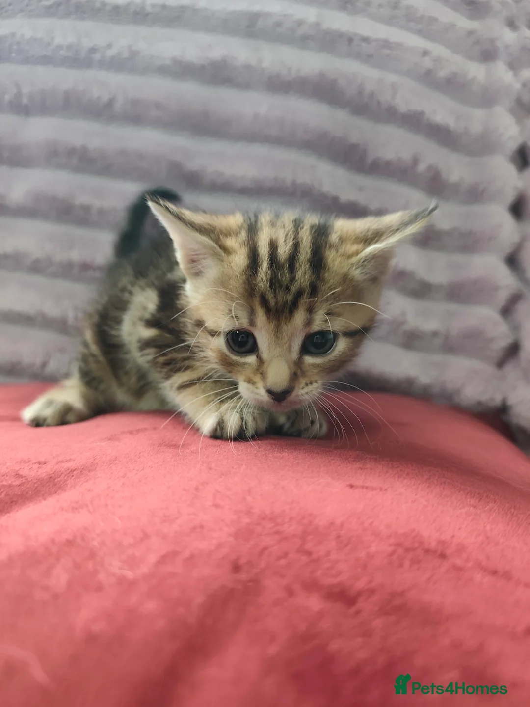 Mixed Breed cats for sale: Mom and babies  in Brierley Hill - Advert 2