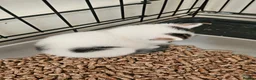 Mixed Breed cats for sale: Calico kittens  in London - Advert 6