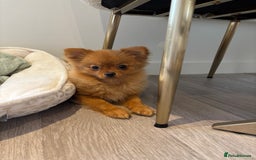Pomeranian dogs for sale: Beautiful 6-Month-Old Pomeranian Girl for Sale  - Image 15