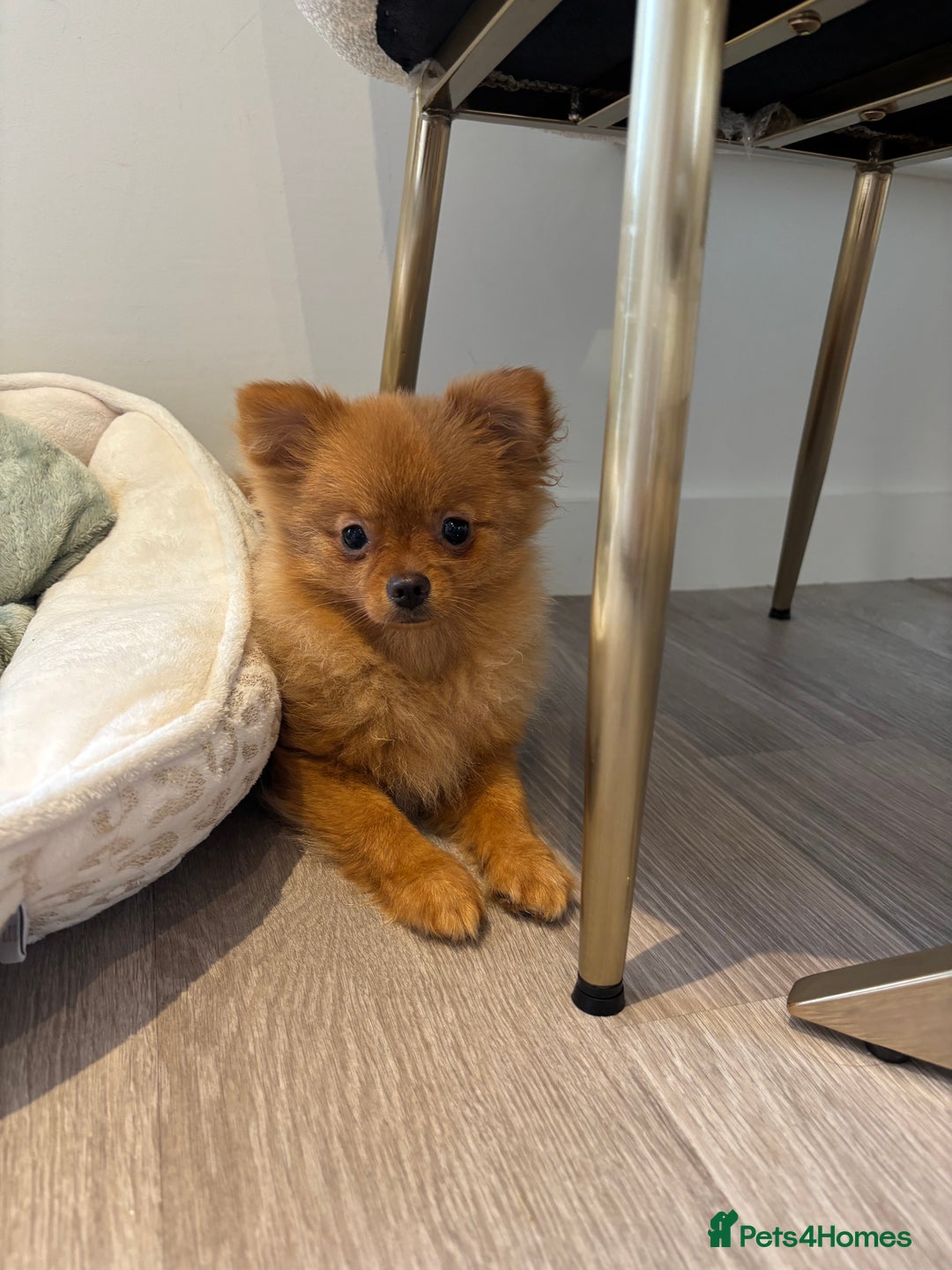 Pomeranian dogs for sale: Beautiful 6-Month-Old Pomeranian Girl for Sale  - Image 15