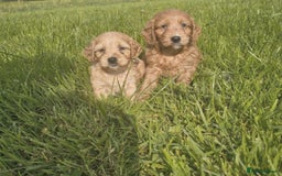 Cavapoo dogs for sale: Cavapoo puppies - Image 3