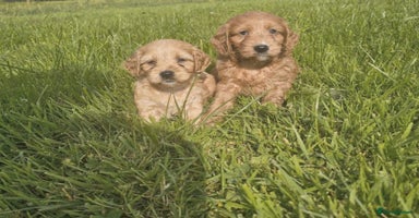Cavapoo dogs - Advert 16