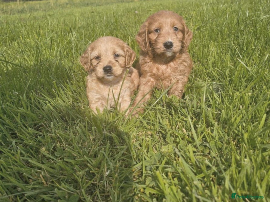 Cavapoo dogs for sale: Cavapoo puppies - Image 3