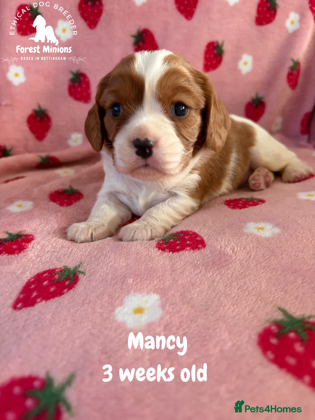 Cavalier King Charles Spaniel dogs for sale: Beautiful KC Cavalier King Charles Spaniel puppies - Advert 2
