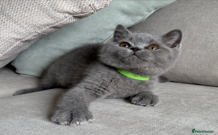 British Shorthair cats - Advert 1