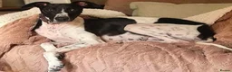 Lurcher dogs for adoption: MILO, male lurcher in rescue - Advert 2