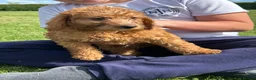 Labradoodle dogs for sale: Ready F1b labradoodle curl red health test parent  - Advert 24