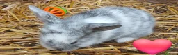 Mixed Breed rabbits for sale: Plush lop xmix breed  in Mansfield - Advert 5