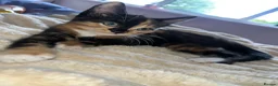 Mixed Breed cats for sale: Find them a loving forever home  - Advert 13