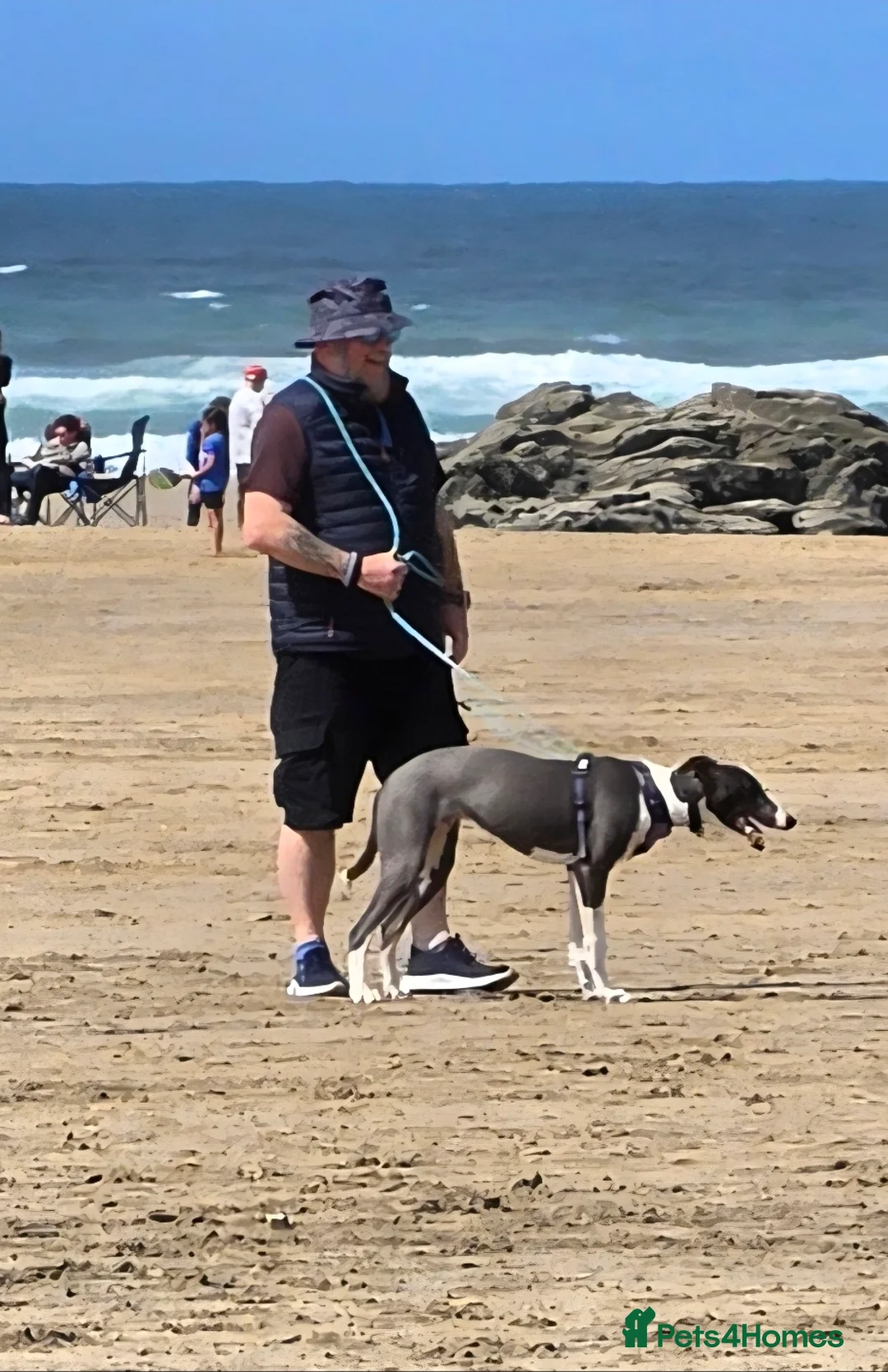 Lurcher dogs for sale: Lurcher pup  - Advert 2