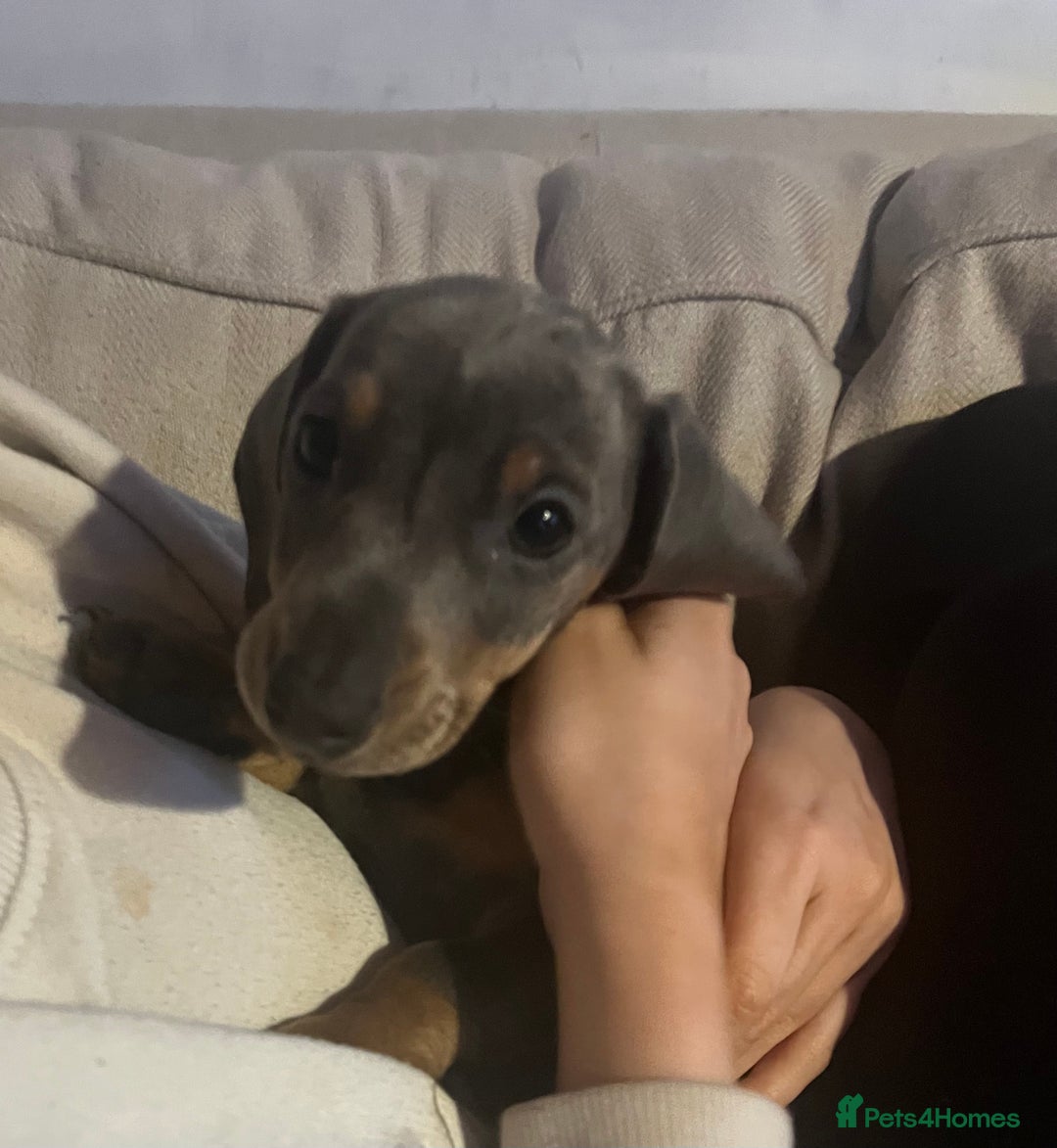 Dachshund dogs for sale: Blue and tan girl puppy - Advert 1