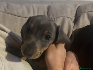 Dachshund dogs Blue and tan girl puppy - Advert 1