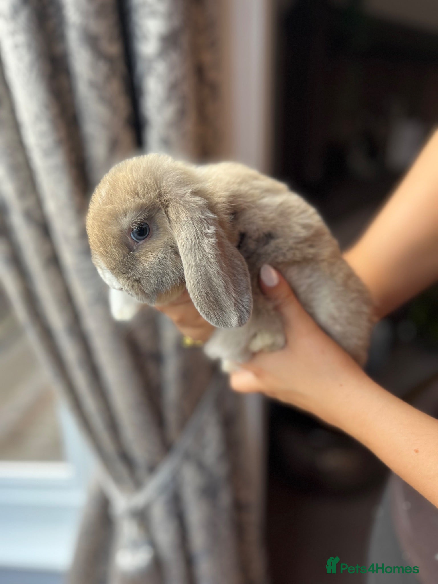 Mini Lop rabbits Mini Lop Babies - Advert 6