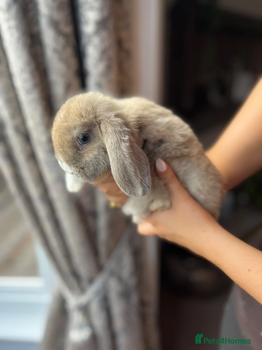 Mini Lop rabbits for sale: Mini Lop Babies - Advert 1