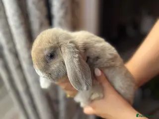 Mini Lop rabbits Mini Lop Babies - Advert 6
