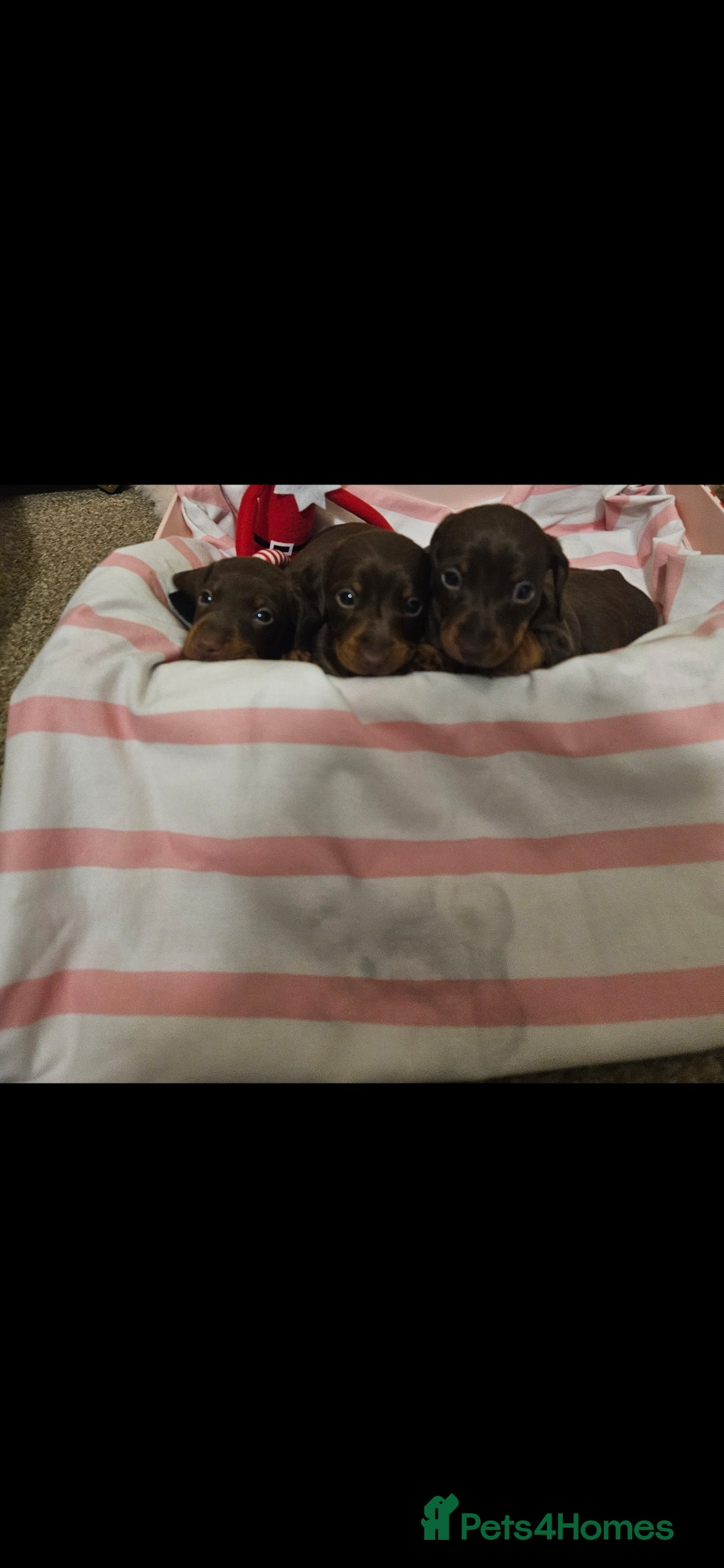 Miniature Dachshund dogs for sale: Miniature dachshund  - Advert 3