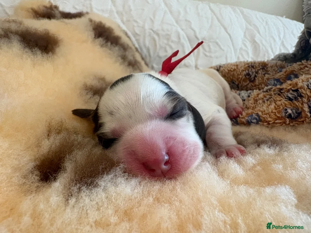 Cocker Spaniel dogs for sale: Gorgeous KC babes from full health checked parents - Advert 1