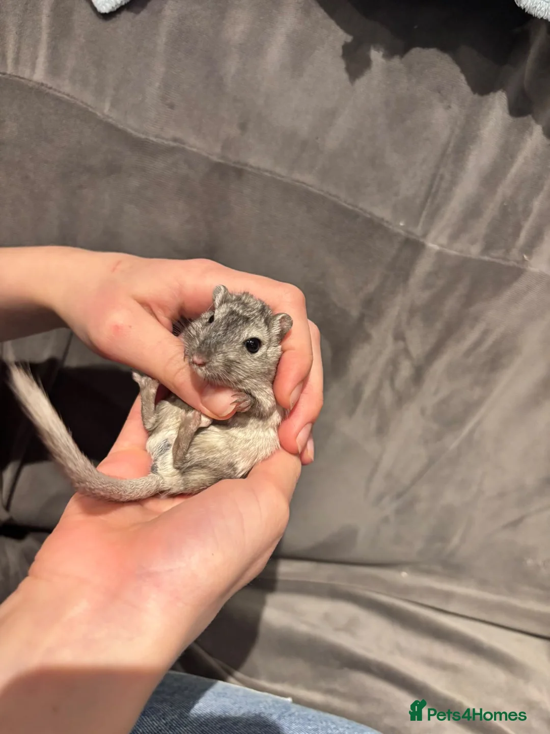 Gerbil rodents for sale: 4 male gerbils and detolf ikea enclosure in South Croydon - Advert 7