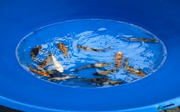 Koi Carp fish for sale: Koi Fry - Image 1