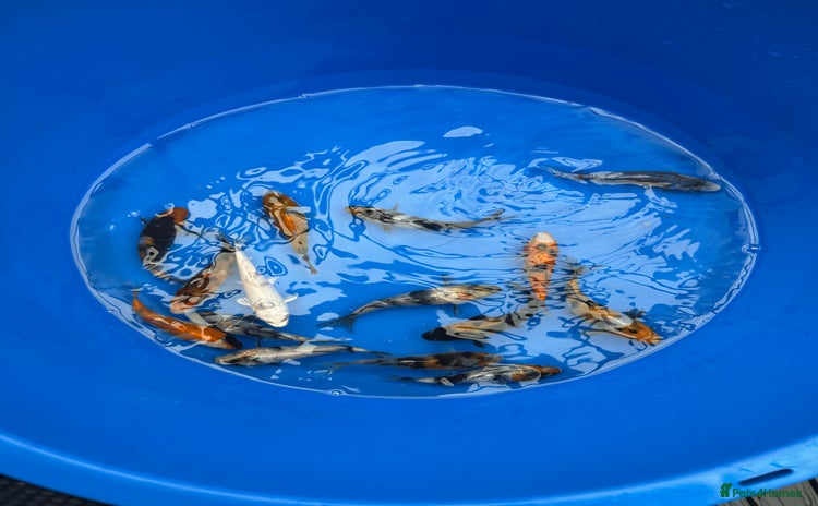 Koi Carp fish - Advert 2