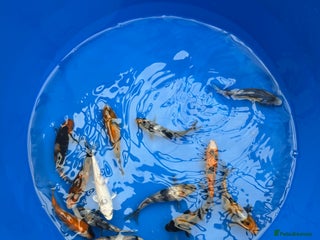 Koi Carp fish - Advert 2