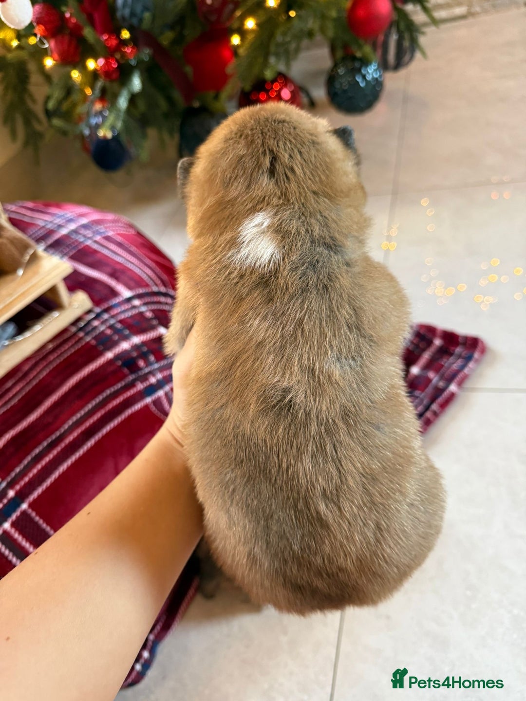 Japanese Shiba Inu dogs for sale: beautiful red Japanese Shiba Inu puppies  - Advert 17