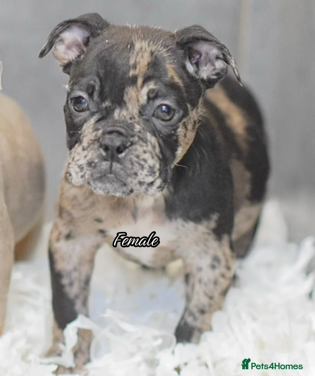 Olde English Bulldogge dogs for sale: 23 years Professionals 5⭐️Rated Licensed.  - Advert 4