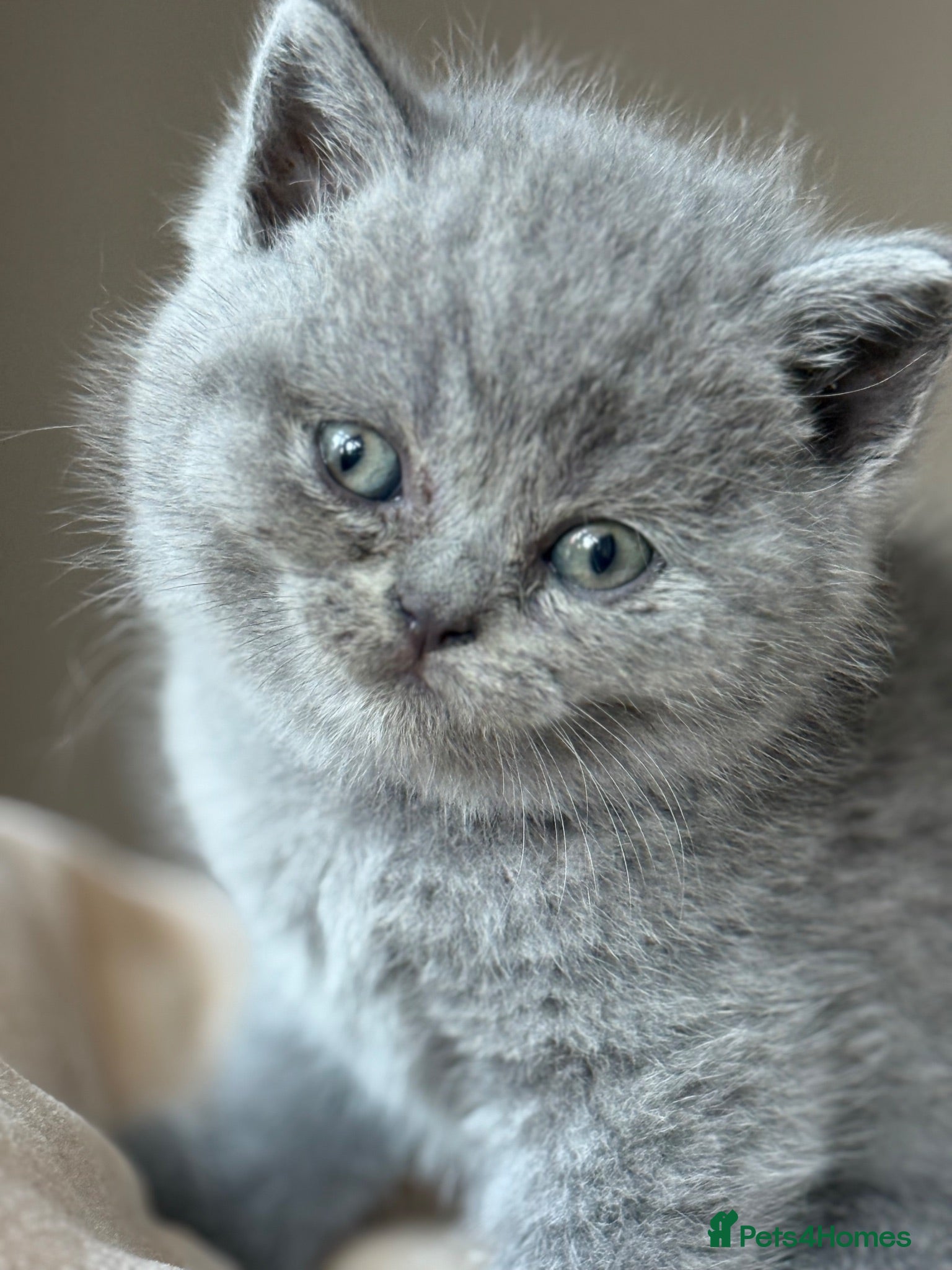British Shorthair cats British short hair grey / blue kittens  - Advert 1