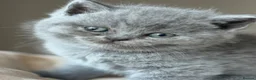 British Shorthair cats for sale: GCCF Pedigree British Shorthair Kittens -blue/grey - Advert 7