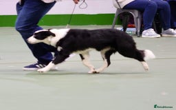 Border Collie dogs for sale: Champion line puppies  - Image 15