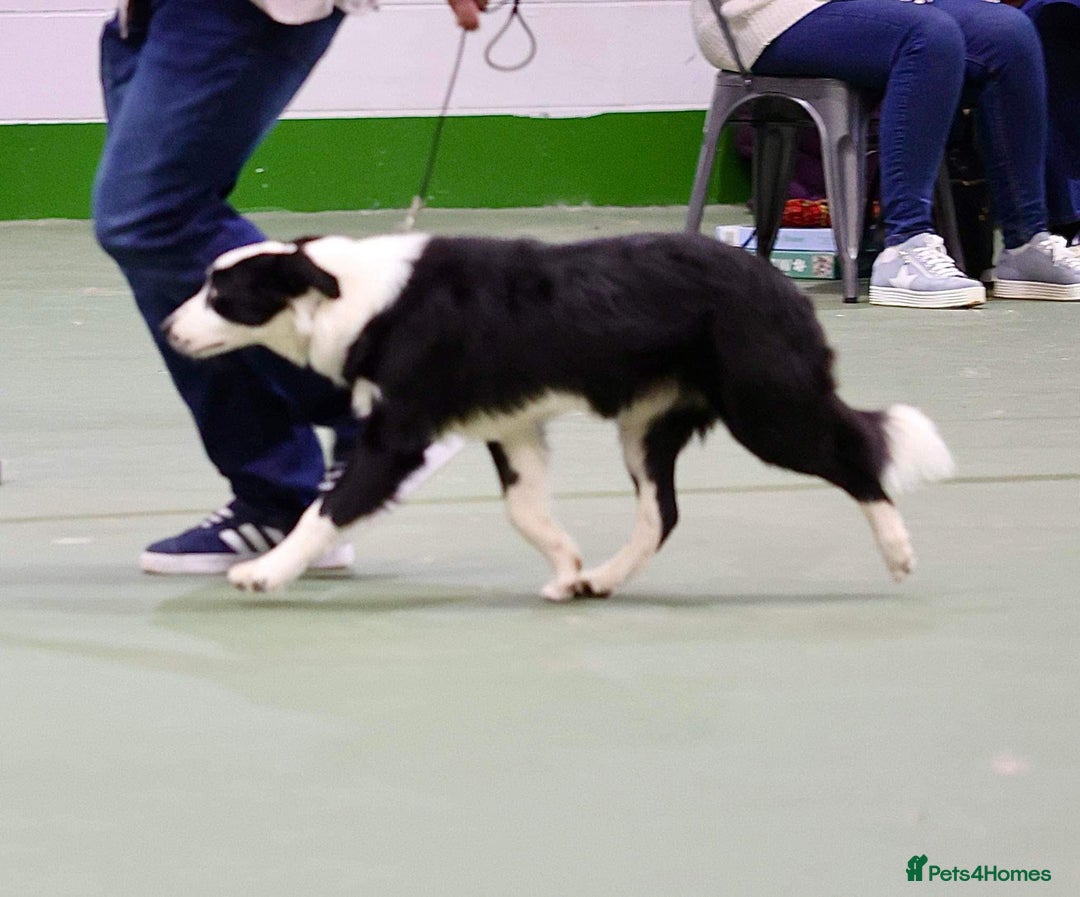 Border Collie dogs for sale: Champion line puppies  - Image 15