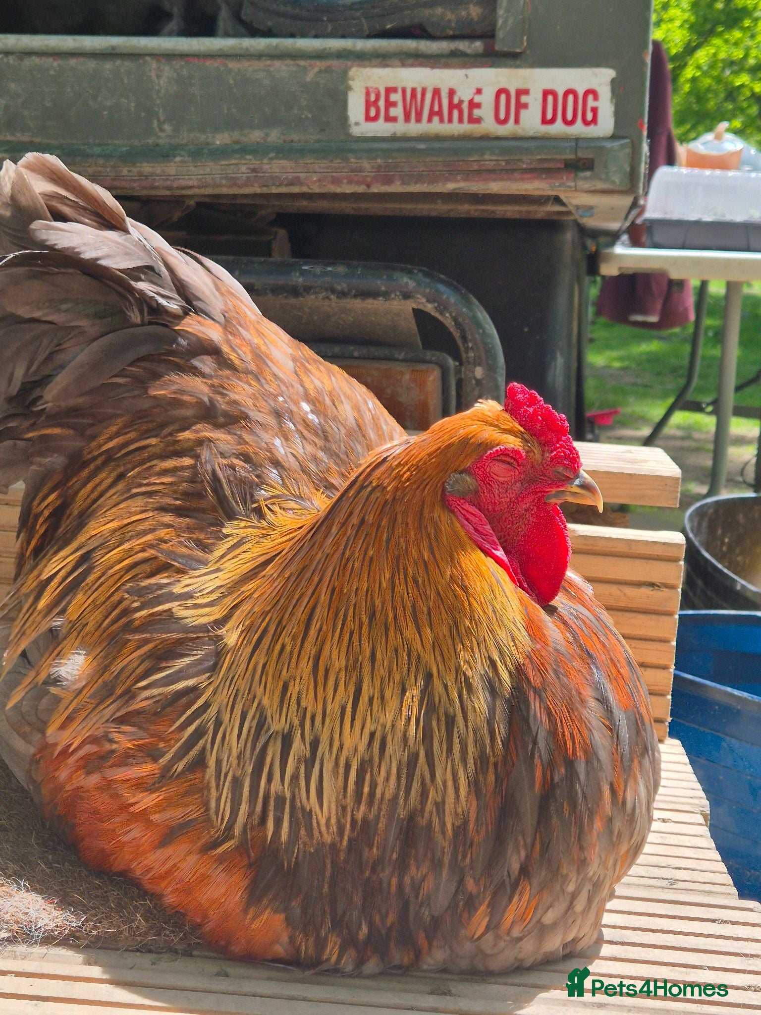 Chickens poultry Free brahma x cockeral  - Advert 1