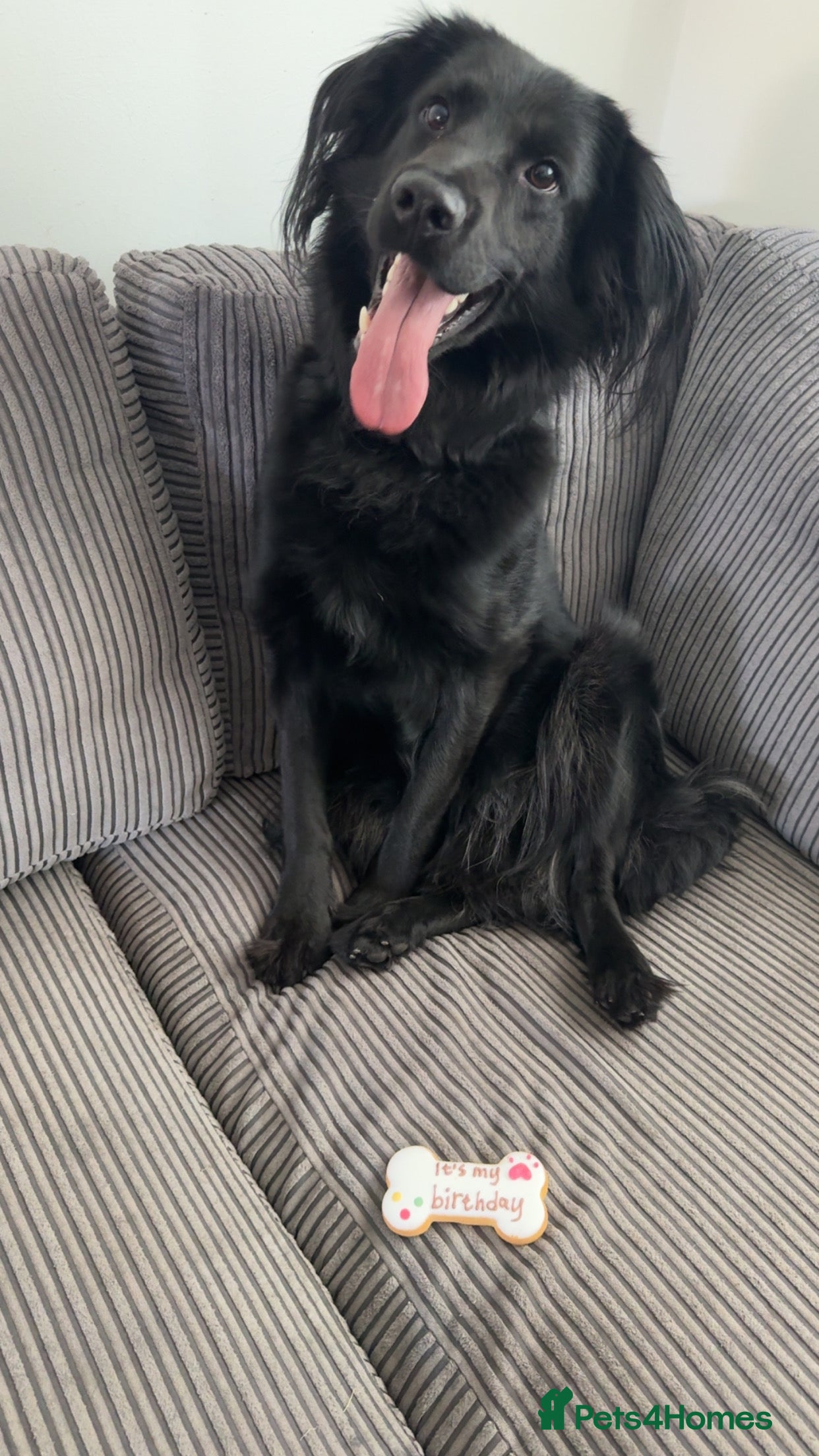 Mixed Breed dogs Looking for his forever home  - Advert 18