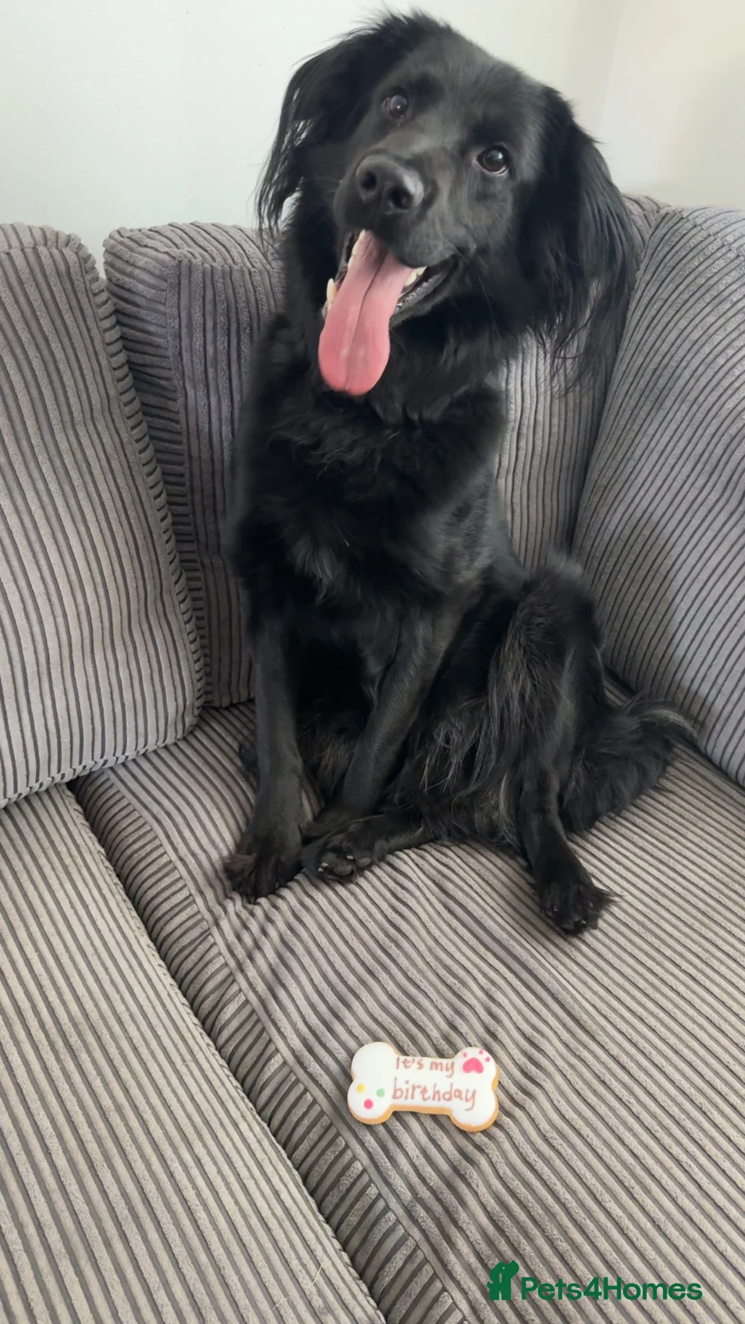 Mixed Breed dogs for sale: Looking for his forever home  - Advert 1