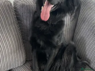 Mixed Breed dogs Looking for his forever home - Advert 18