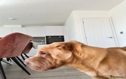 Shar Pei dogs for sale: Shar pei looking for there forever home - Image 5