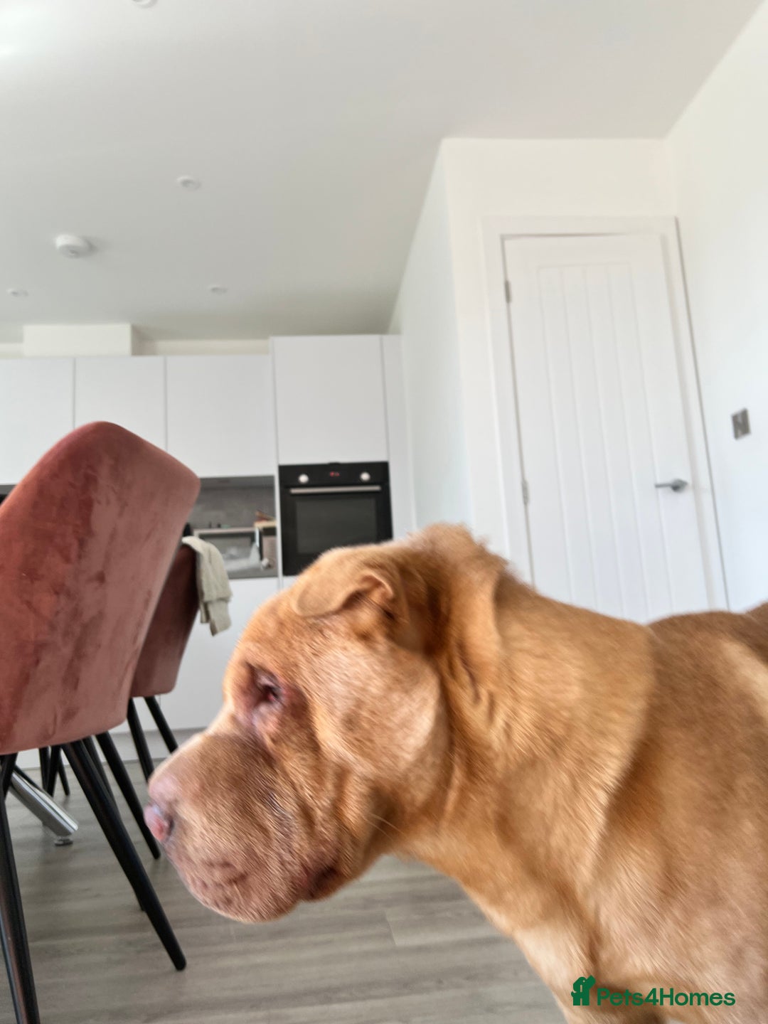 Shar Pei dogs for sale: Shar pei looking for there forever home - Image 5