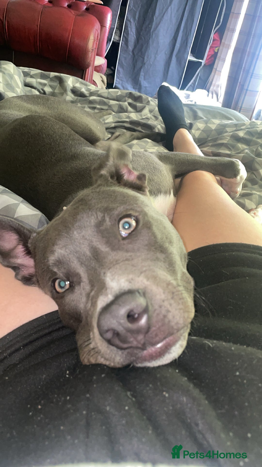 Mixed Breed dogs for sale: Female  - Advert 9