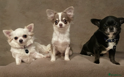 Chihuahua dogs for stud: 2 Super Tiny KC Chihuahua STUDs (Father and son) in Peterborough - Image 9