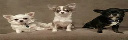 Chihuahua dogs for stud: Super Tiny lilac parti KC long coat Chihuahua STUD - Advert 9