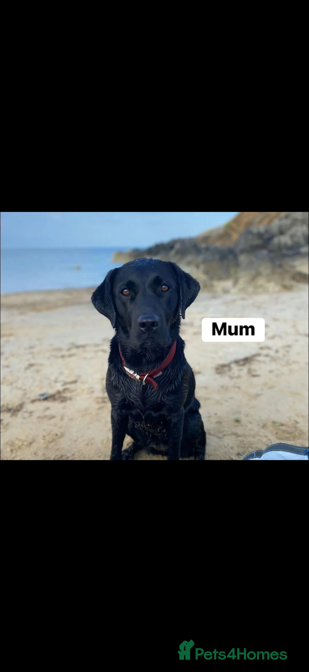 Borador dogs for sale: One 11 week old Borador female pup left for sale. - Advert 15