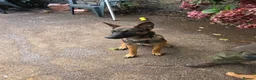 Mixed Breed dogs for sale: AstridGSDxMali - Advert 4