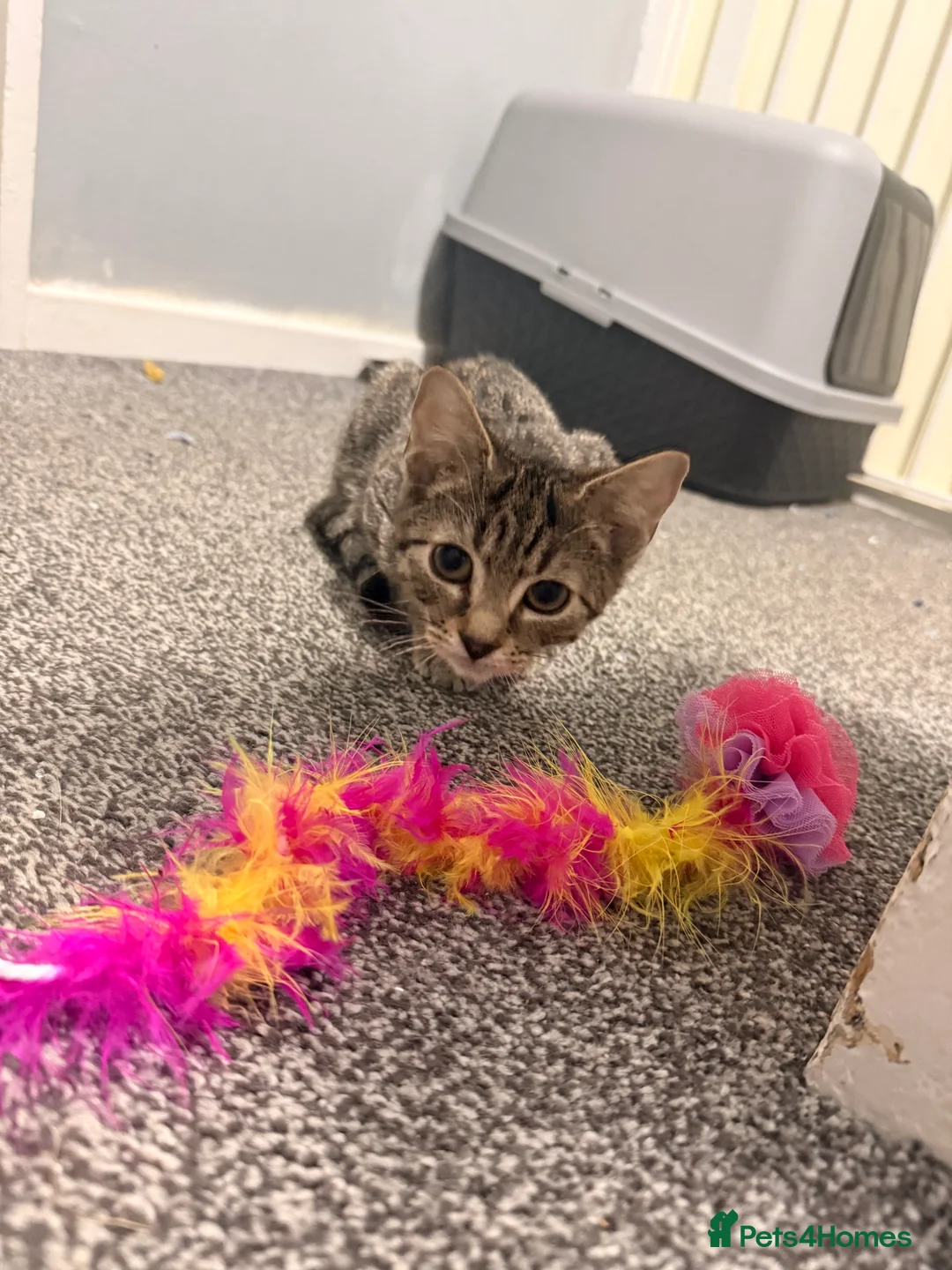 Mixed Breed cats for sale: 3 male kittens  - Advert 7
