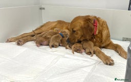 Golden Retriever dogs for sale: Litter of 8 (2 males & 2 females available) - Image 5