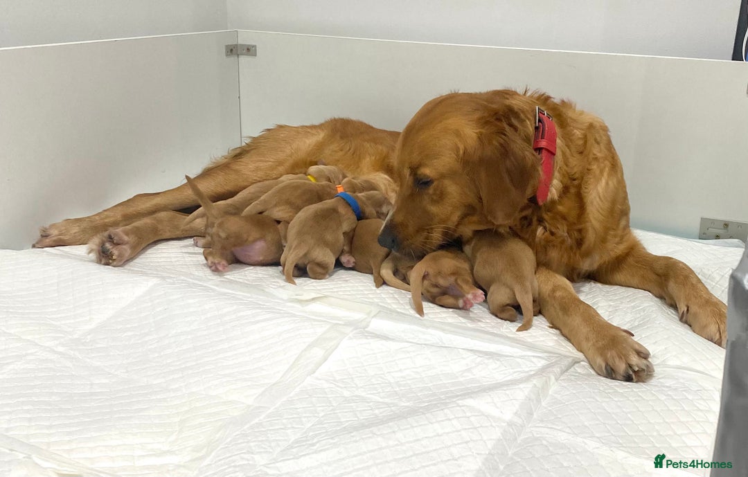 Golden Retriever dogs for sale: Litter of 8 (2 males & 2 females available) - Image 5