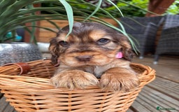 Cocker Spaniel dogs for sale: Beautiful Show Type KC registered Cocker Spaniels  - Image 18