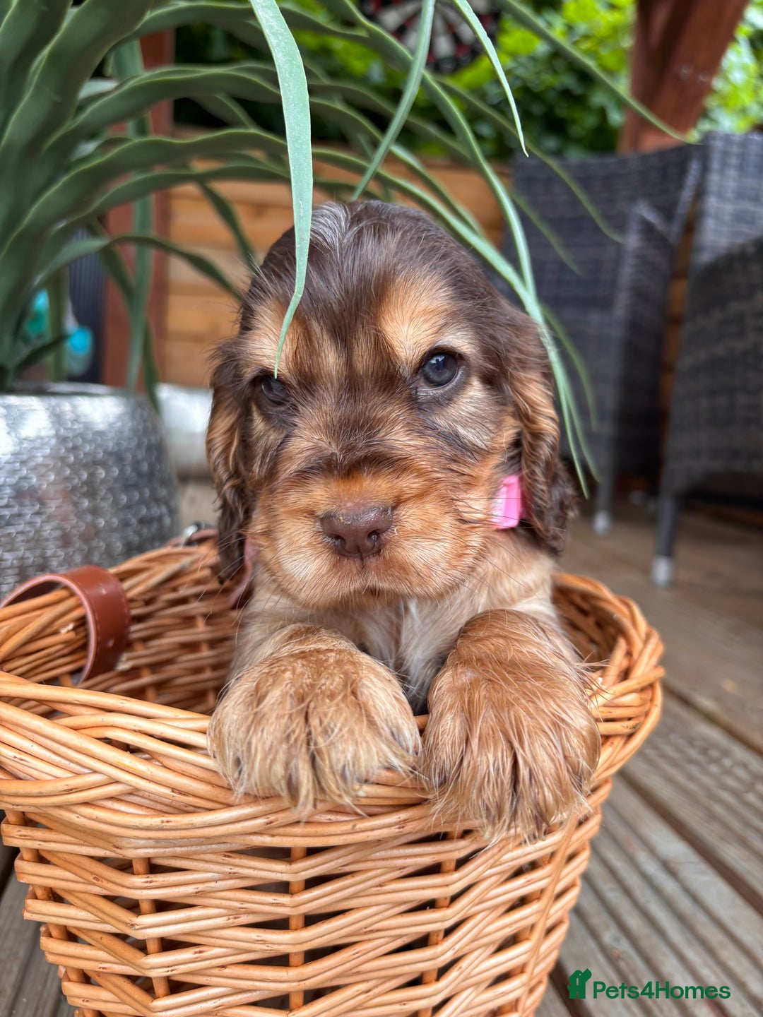 Cocker Spaniel dogs for sale: Beautiful Show Type KC registered Cocker Spaniels  - Image 18