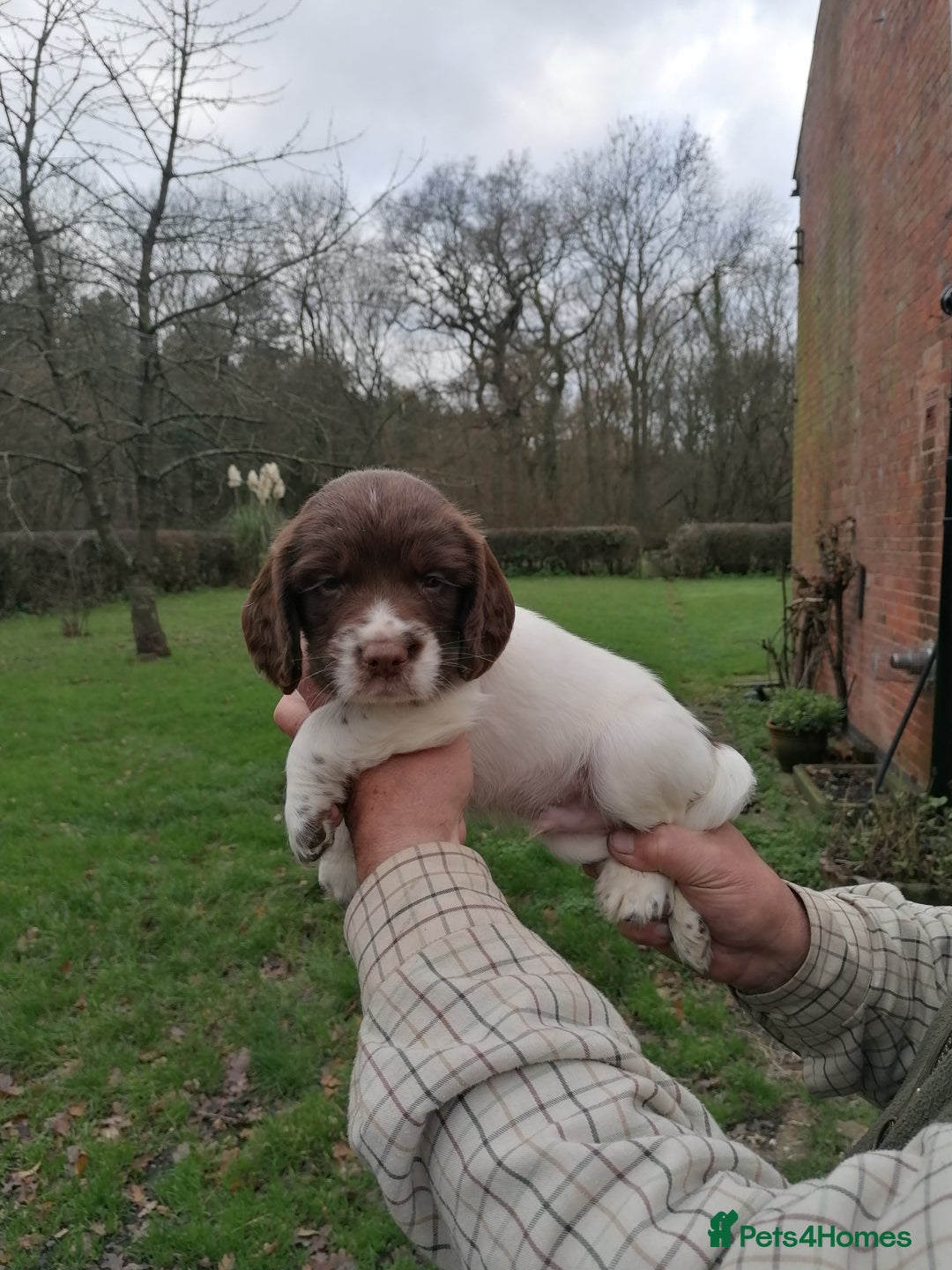 English Springer Spaniel dogs for sale: 7 weeks old D. O.B 23.10.25  - Advert 5