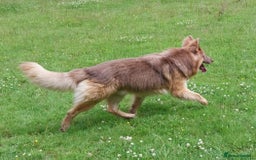 German Shepherd dogs for stud: KC health tested isabella german shepherd for stud - Advert 6