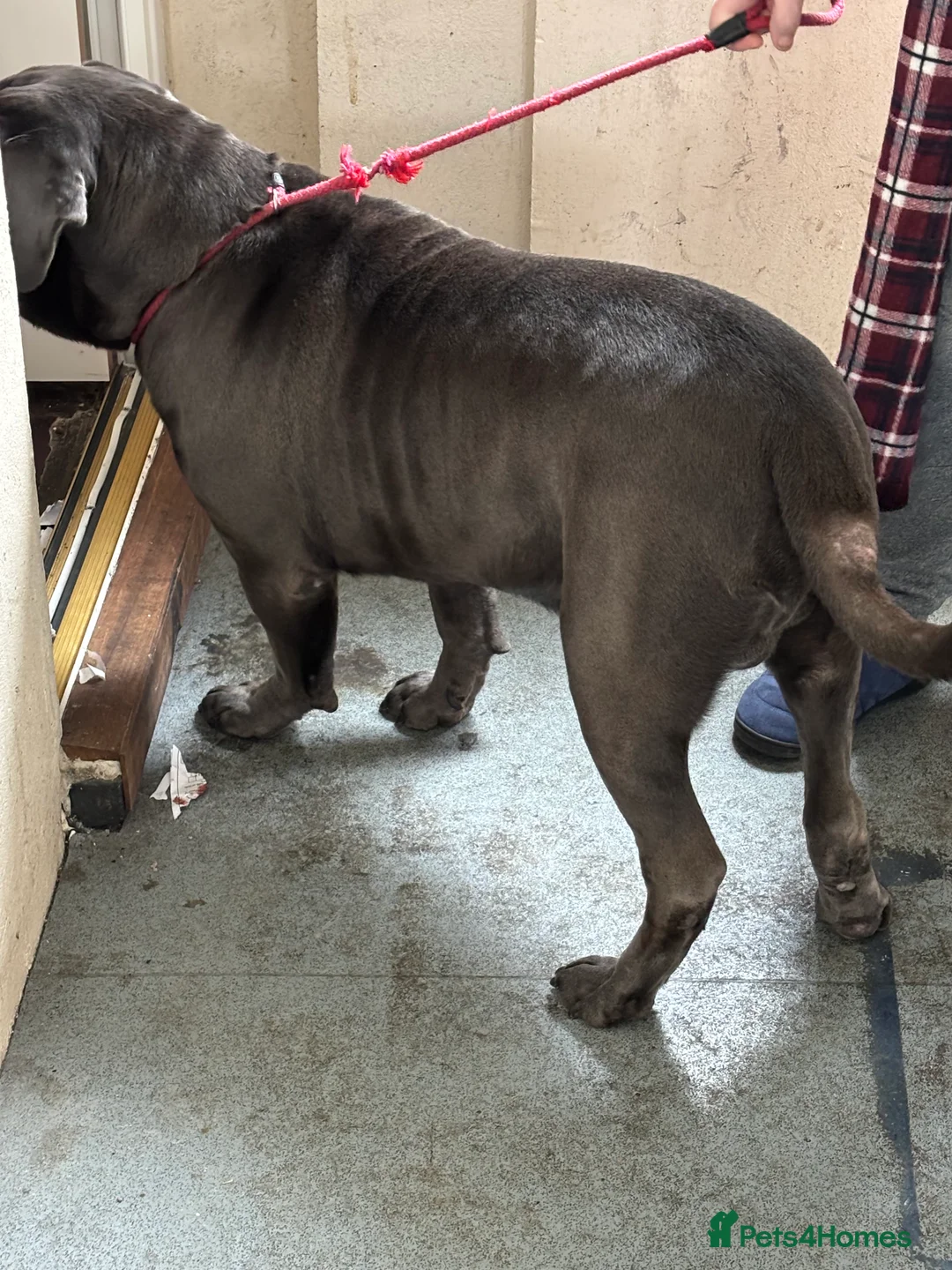Cane Corso dogs for sale: 2 year cane corso male - Advert 4